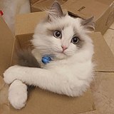 用户头像