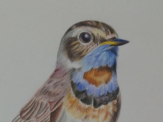 临摹木卮老师的各种鸟