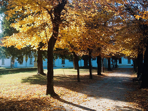 意大利/ 秋:maple_leaf: