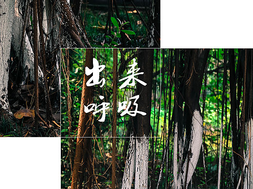 行走与记录——广州的根系生物