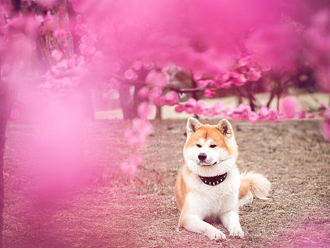 春暖花开拍片时