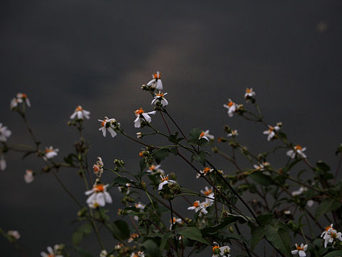 走过路过的风景