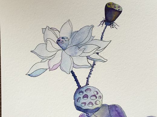 水彩画 《荷》