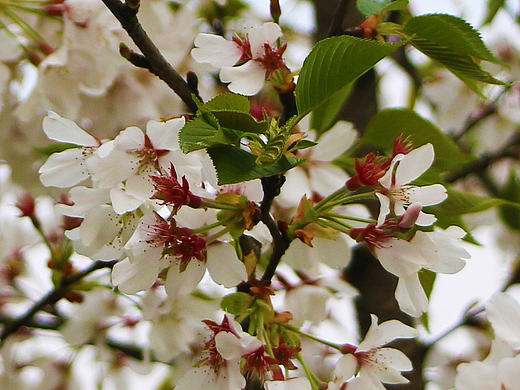 义乌农业生态园拍摄 花花花花花好多花（个人主页-ZMTU2NDIwMjA=） - 风光摄影 - 站酷设计师xiaolongtiaowu原创素材 - 站酷ZCOOL