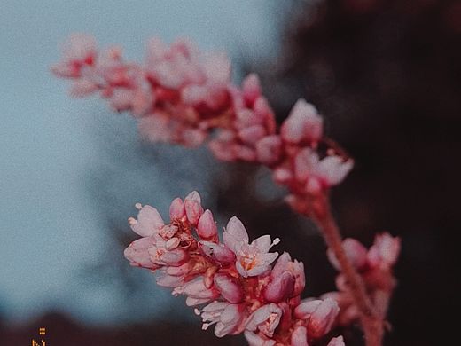 野花（个人主页-ZNDczODU0NDQ=） - 人文/纪实摄影 - 站酷设计师砖砖爱唱歌原创素材 - 站酷ZCOOL