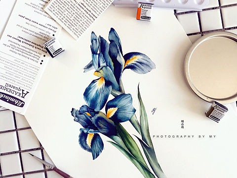 小花的水彩～双煞幽蓝～