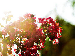 紫薇花开（个人主页-ZMjQ4OTg1Ng==） - 风光摄影 - 站酷设计师壹枚Design原创素材 - 站酷ZCOOL