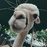 一伊在做PPT的头像