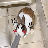 用戶頭像
