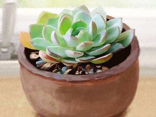 多肉植物（個人主頁-ZMjE0NzUxNTI=） - 創(chuàng)作習(xí)作 - 站酷設(shè)計師特倫斯Terrence原創(chuàng)素材 - 站酷ZCOOL