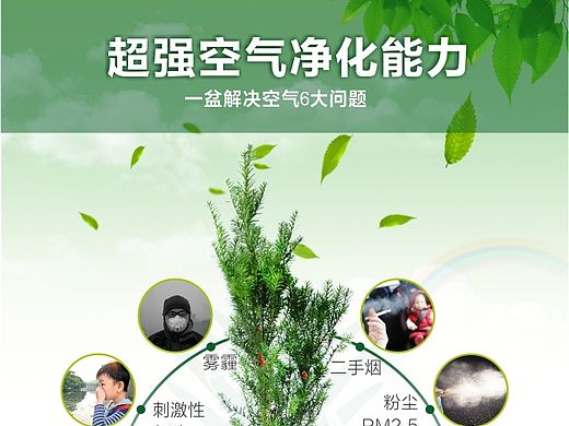 曼地亚红豆杉详情页