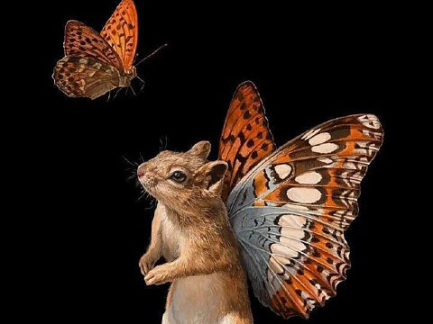 可爱的老鼠