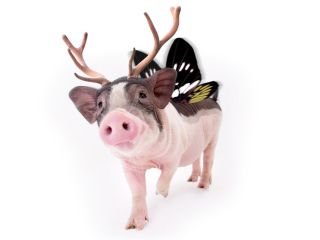 不知何为"猪鹿蝶"?