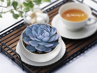 肉植物icon
