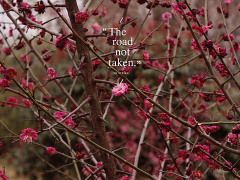 梅（个人主页-ZMzQyMzU4MzY=） - 产品摄影 - 站酷设计师journey19940原创素材 - 站酷ZCOOL