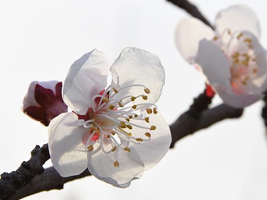 摄影 桃花（个人主页-ZMTY3NDY3MzI=） - 风光摄影 - 站酷设计师zslll原创素材 - 站酷ZCOOL