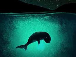 海牛收集