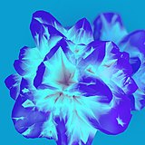 nana_design的头像