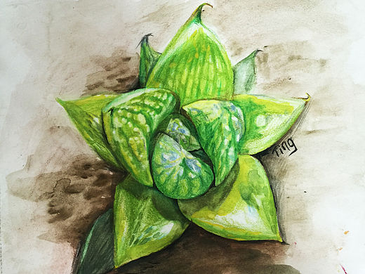 彩铅多肉__草玉露