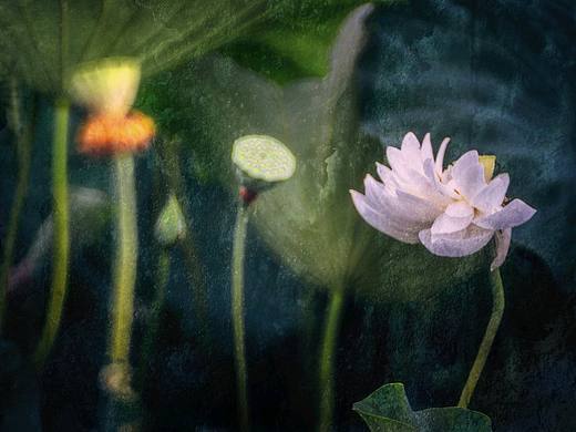荷花，2019