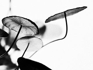 缘【源】于生活