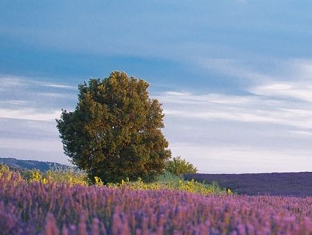 普罗旺斯的薰衣草