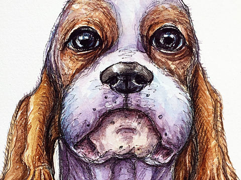 水彩练习,宠物狗子