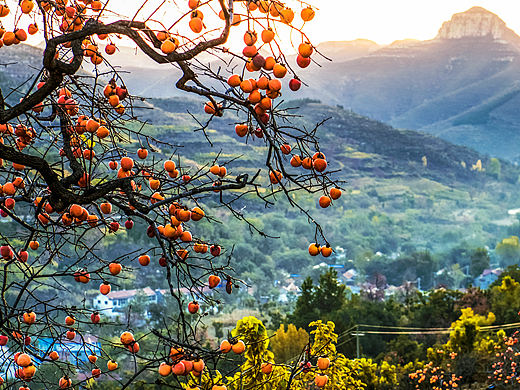 柿子紅了（個人主頁-ZNDc1MjYwNjA=） - 風(fēng)光攝影 - 站酷設(shè)計師Z22272706原創(chuàng)素材 - 站酷ZCOOL