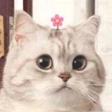 玛珂兔文的头像