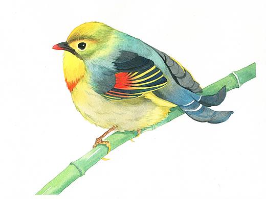 鸟类水彩小画