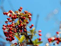 红果果\(•ㅂ•)/♥ 