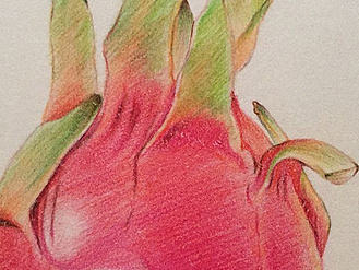 火龙果手绘 临摹