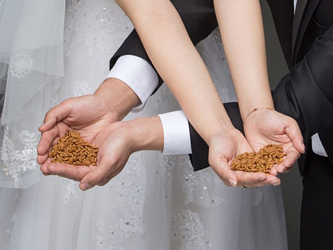 来吃一波狗粮吧