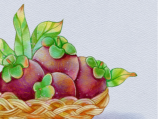 水果水彩系列——山竹