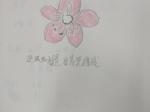 花、萌妹大眼睛、银杏色铅笔手绘