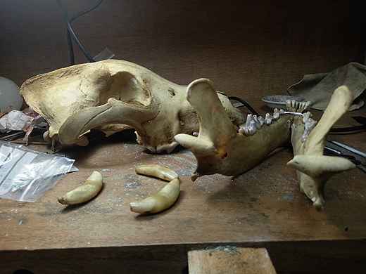 进化的钢铁加鲁鲁