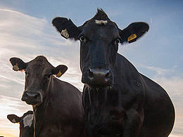 牛排羊排香腸電商詳情頁(yè)