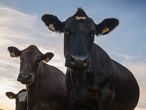 牛排羊排香肠电商详情页