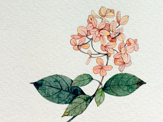花花草草小卡片