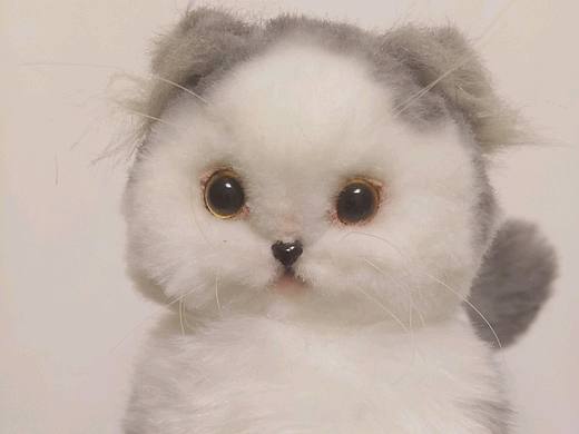 卷耳矮脚猫猫