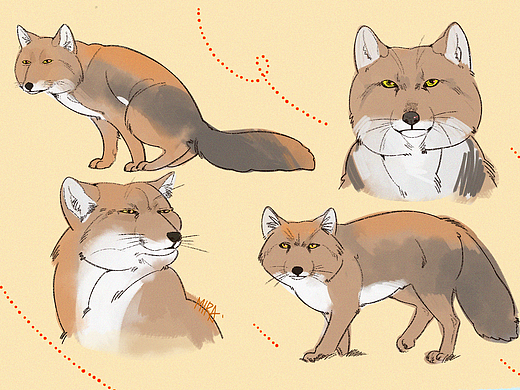 小动物练习（个人主页-ZNTQyMzA3OTY=） - 创作习作 - 站酷设计师山屿白原创素材 - 站酷ZCOOL