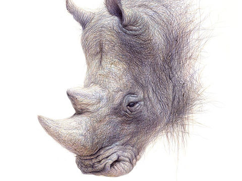 ZD圆珠笔画－白犀