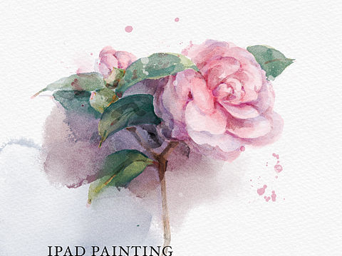 iPad水彩—山茶花