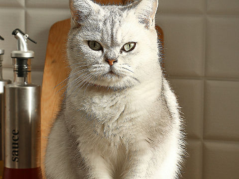 摄影[ali得瑟]猫咪