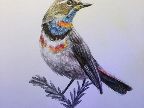 鸟儿（个人主页-ZMzUyNDgxMzI=） - 创作习作 - 站酷设计师倪西格尔呗原创素材 - 站酷ZCOOL