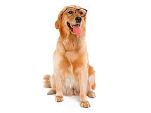 工作——金毛（个人主页-ZMTYxODIyMzY=） - 品牌 - 站酷设计师林鳳原创素材 - 站酷ZCOOL