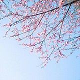 Gracewong123的头像