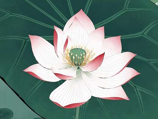 3D中国画工笔荷花