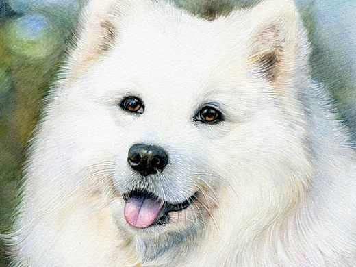 【彩铅宠物】萨摩耶-豆豆