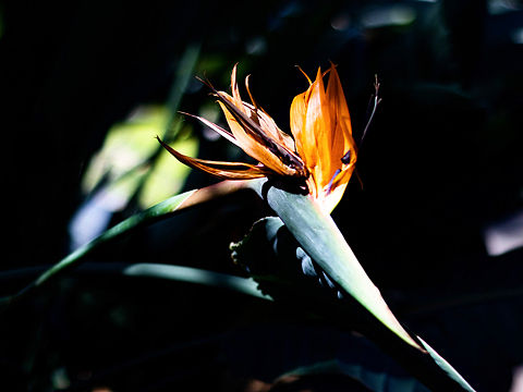 一些植物（个人主页-ZNTA4NDUxNzI=） - 风光摄影 - 站酷设计师一条咸鱼鱼原创素材 - 站酷ZCOOL